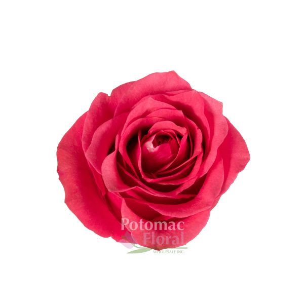 ROSE☆ROSE Delta Zeta - Pink Roses, 40cm – Flowers For Fundraising